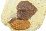 Wide Plate with Three Fossil Leaves (Three Species) - Montana #262384-2